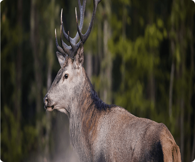 Deer with large antlers in woods